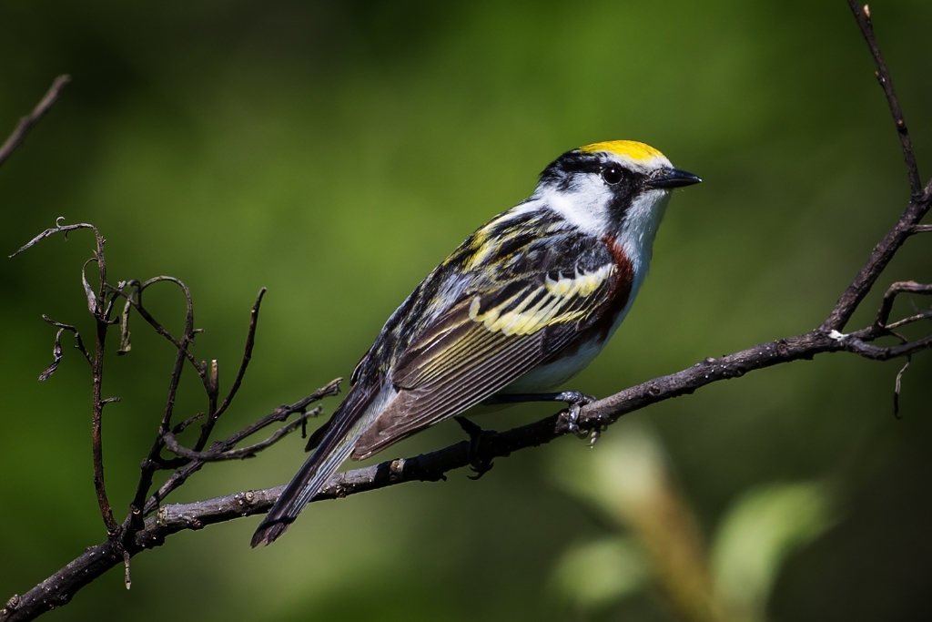 1DX2_2016_05_31-09_34_59-4668.jpg - Chestnut-sided Warbler