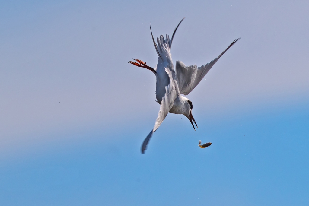 1DX2_2016_09_12-10_11_21-2893.jpg - Forster's Tern