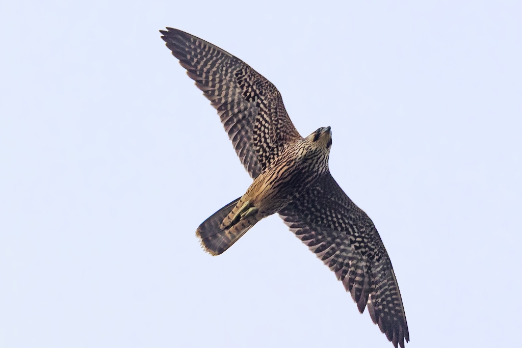 1DX2_2016_10_04-16_19_53-8152.jpg - Peregrine Falcon