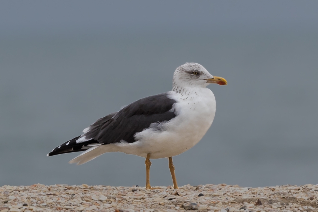 1DX2_2016_11_24-14_51_10-2732.jpg - Lesser Black-backed Gull