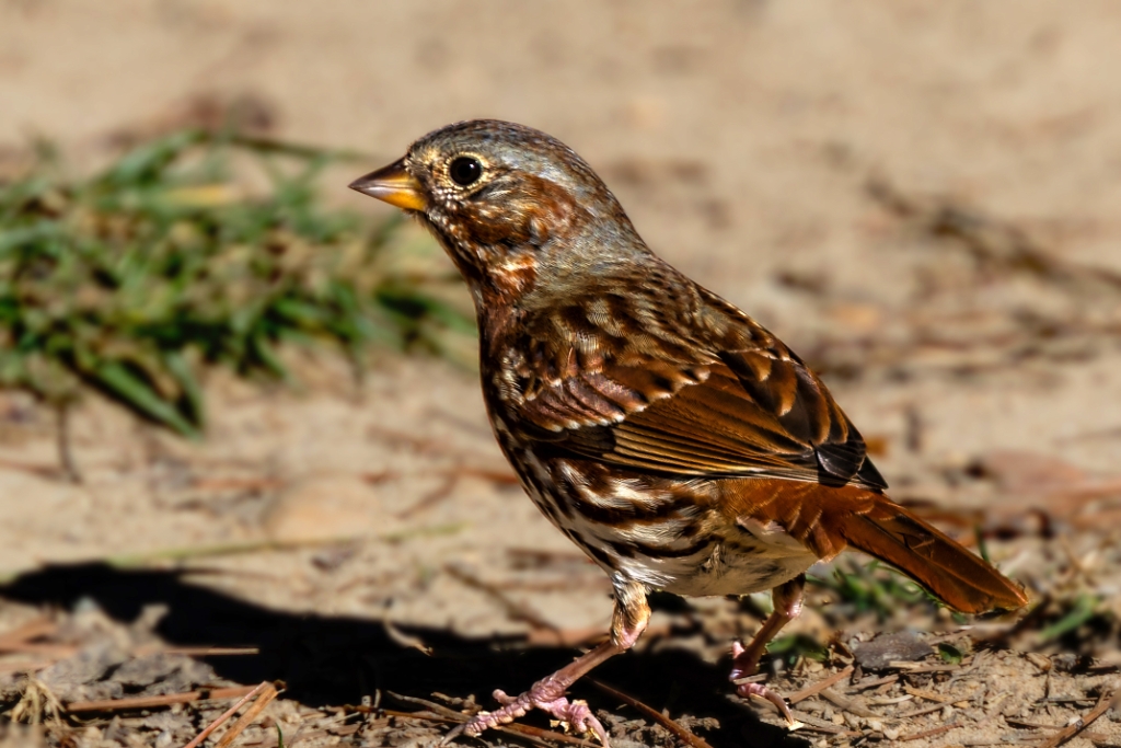 1DX2_2017_03_08-10_29_50-4591.jpg - Fox Sparrow