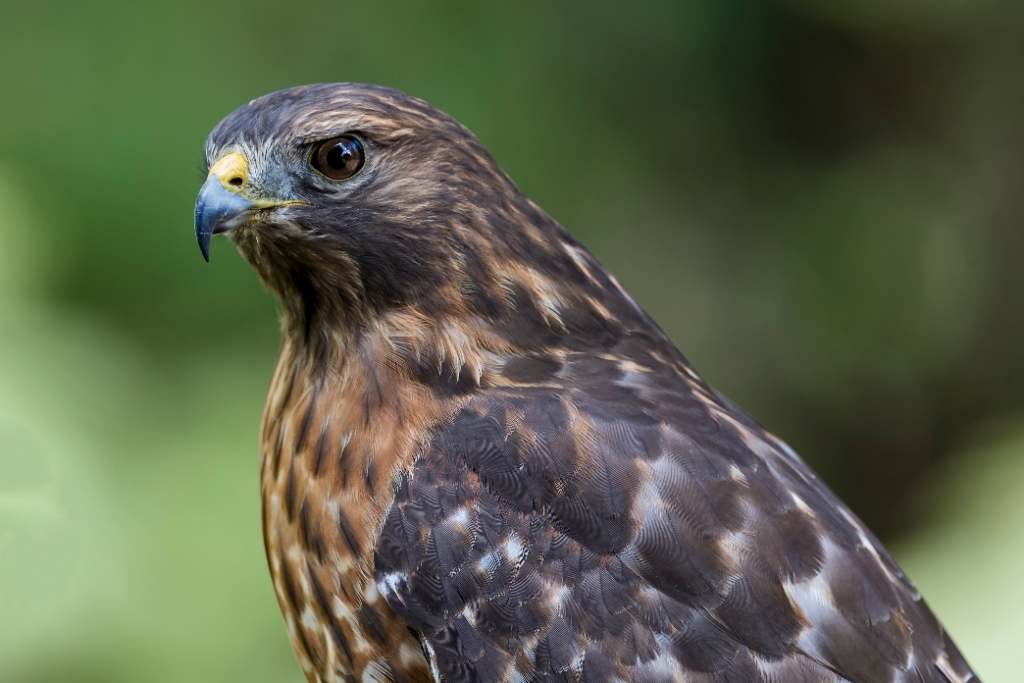 1DX2_2017_10_25-11_07_58-3584.jpg - Red_shouldered Hawk