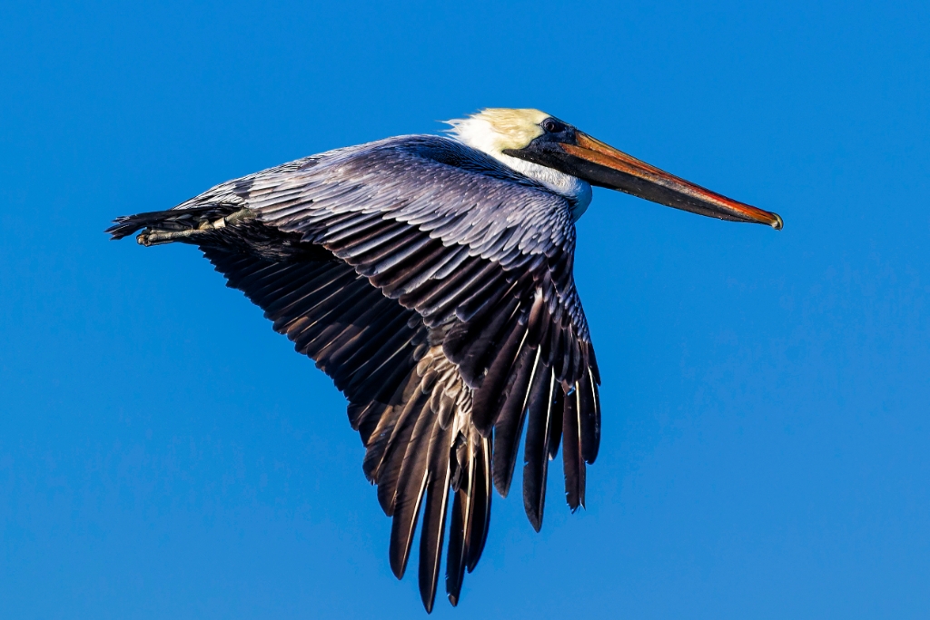 1DX2_2017_11_29-08_16_24-7176.jpg - Brown Pelican