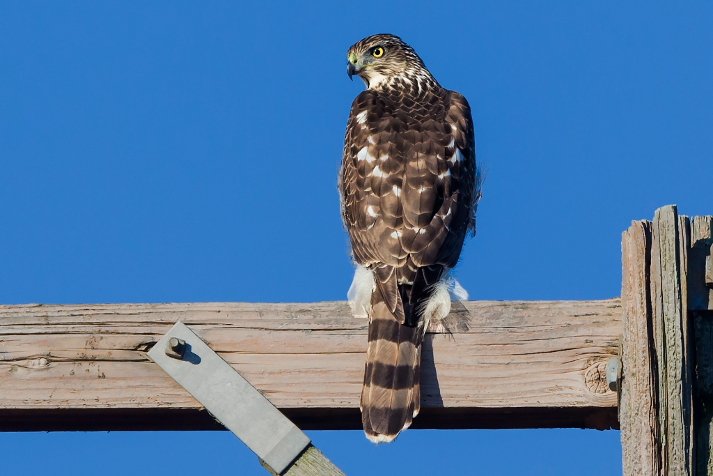 1DX2_2017_11_29-08_43_23-7507.jpg - Cooper's Hawk