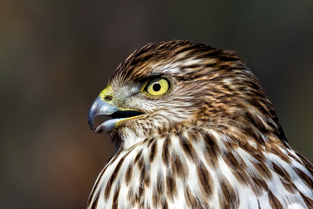 1DX2_2018_01_18-11_38_48-3703e.jpg - Cooper's Hawk