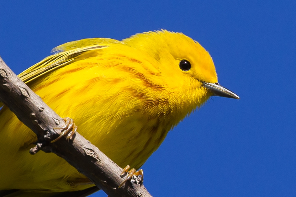 1DX2_2018_04_20-07_56_22-8077c.jpg - Yellow Warbler