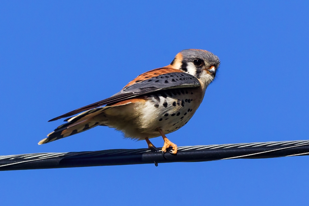 1DX2_2018_04_20-08_35_24-8236.jpg - American Kestrel