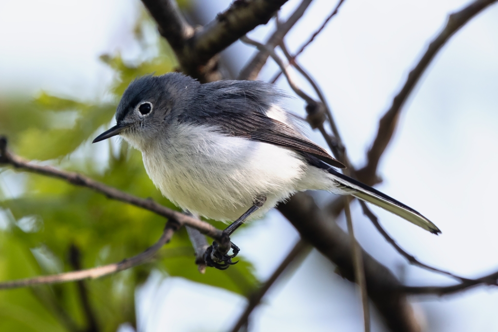 1DX2_2018_04_28-07_38_23-9909.jpg - Blue-gray Gnatcatcher