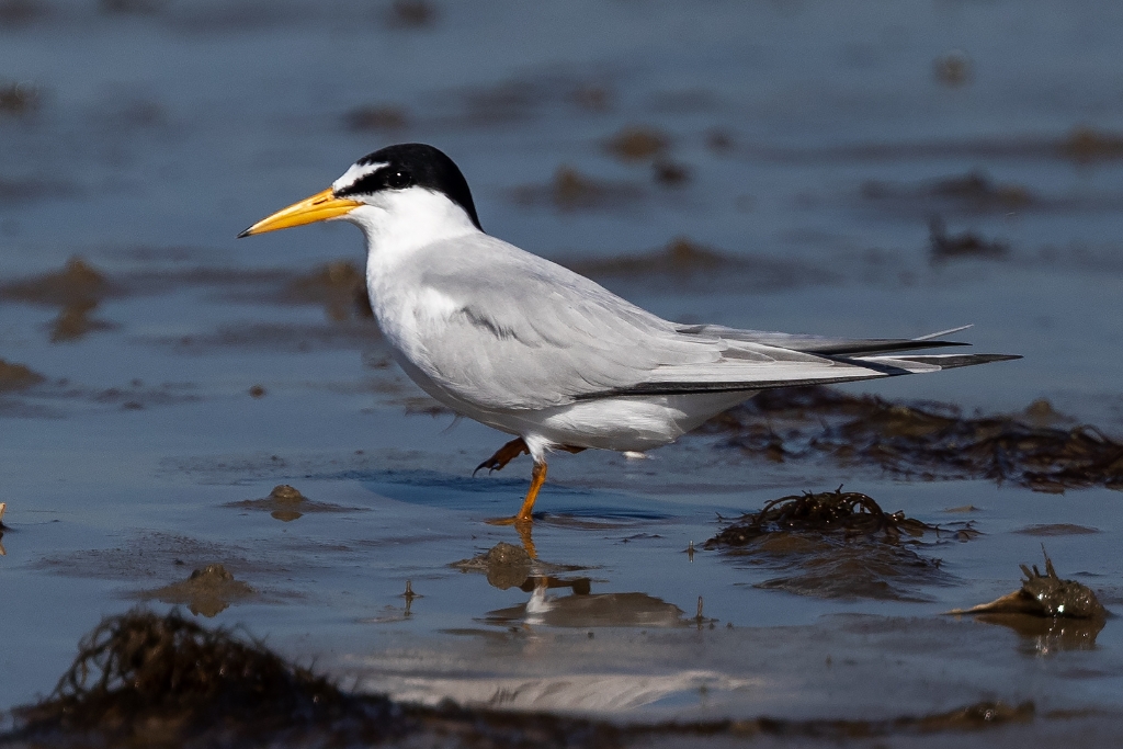 1DX2_2018_05_11-08_33_25-2917.jpg - Least Tern