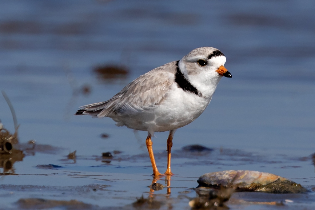 1DX2_2018_05_11-08_37_19-3015c.jpg - Piping Plover