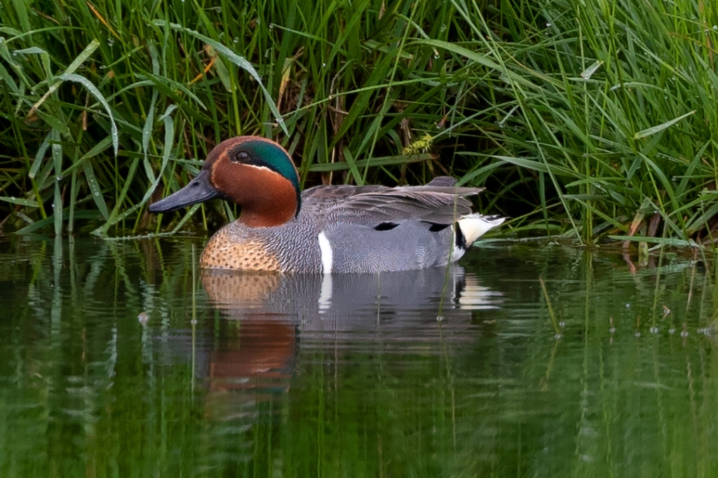 1DX2_2018_05_28-07_16_10-6902e.jpg - Green-winged Teal