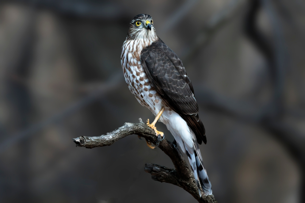 1DX2_2019_02_02-11_19_41-6571.jpg - Sharp-shinned Hawk