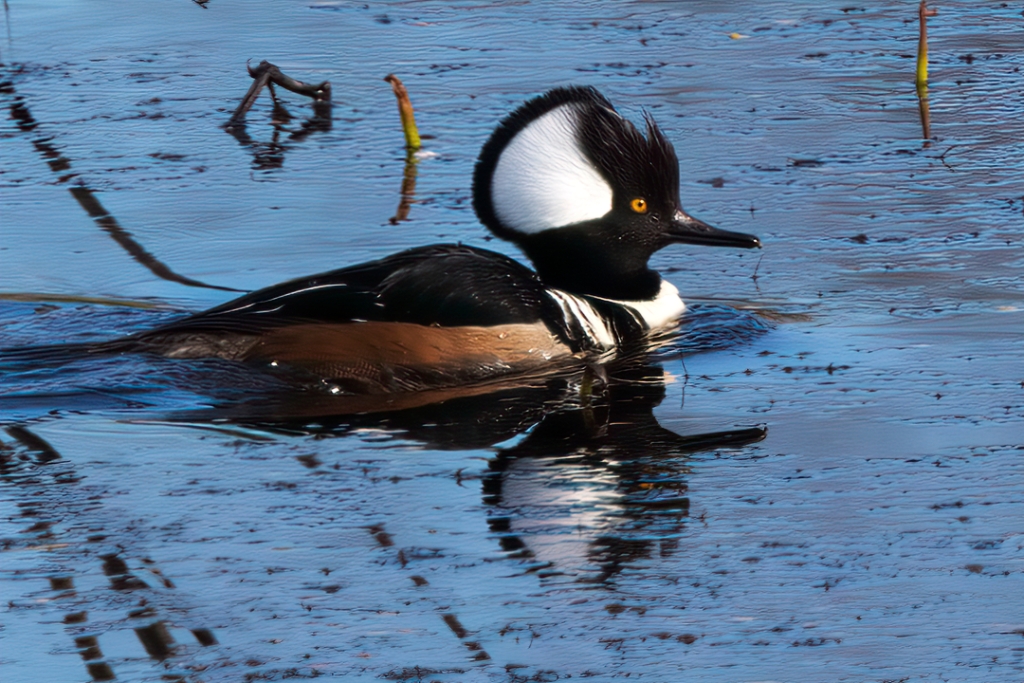 1DX2_2019_02_05-10_00_30-7662e.jpg - Hooded Merganser