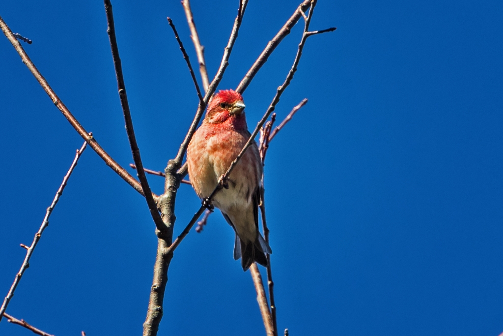 5D4_2016_10_10-09_57_43-9334.jpg - Purple Finch