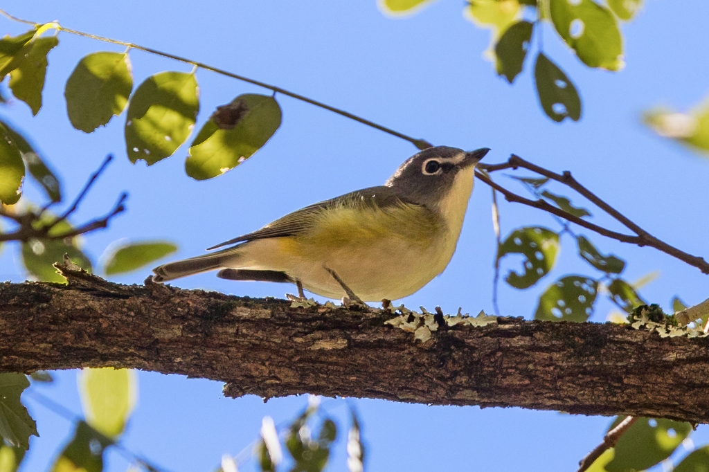 5D4_2016_10_10-10_26_50-9387.jpg - Blue-headed Vireo