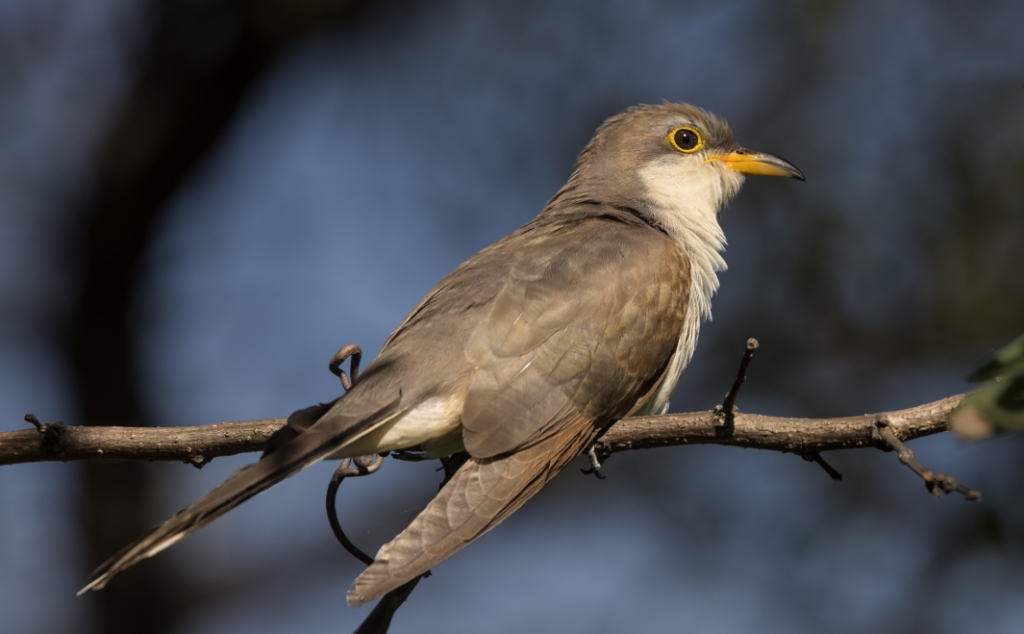 5D4_2016_10_11-10_38_05-9732.jpg - Yellow-billed Cuckoo