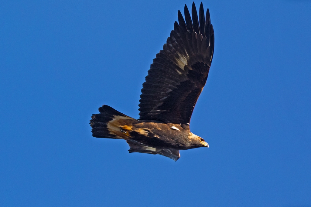 5D4_2016_11_05-09_47_58-5478.jpg - Golden Eagle