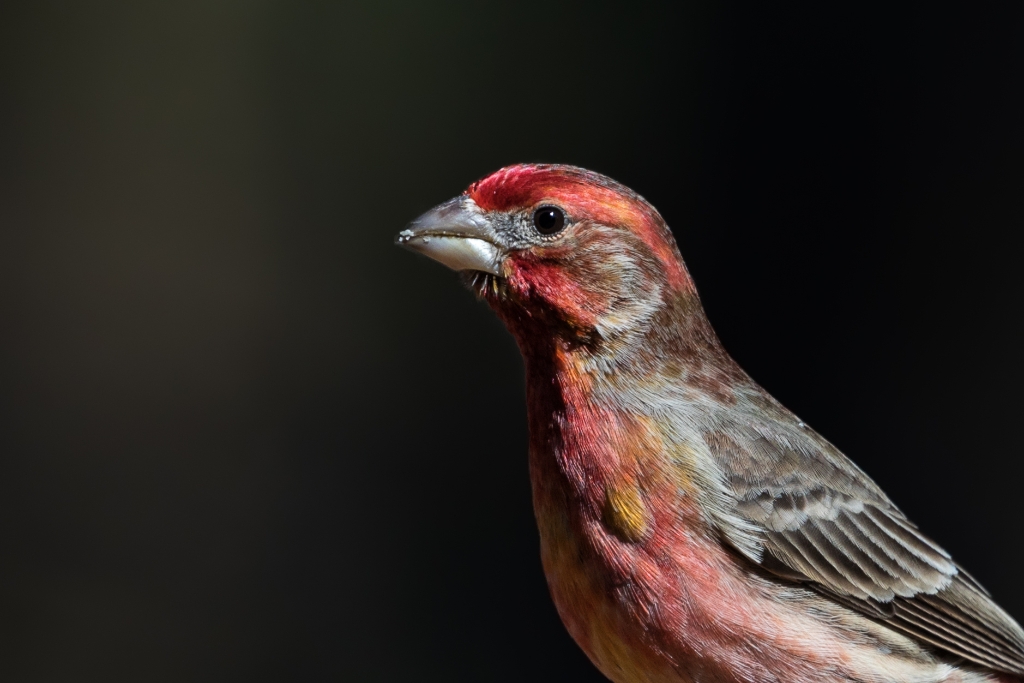 5D4_2017_03_04-10_59_21-0964.jpg - House Finch