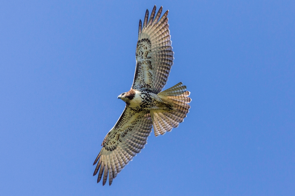 5D4_2017_09_16-09_22_46-7347.jpg - Red-tailed Hawk