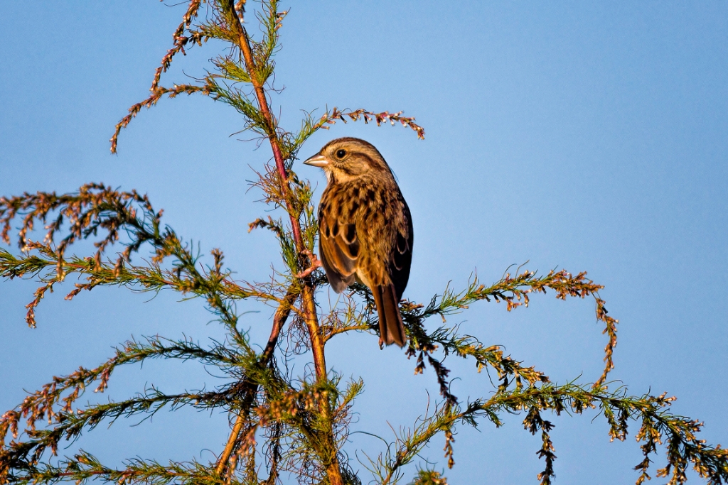 5D4_2017_10_21-08_28_47-0069.jpg - Song Sparrow