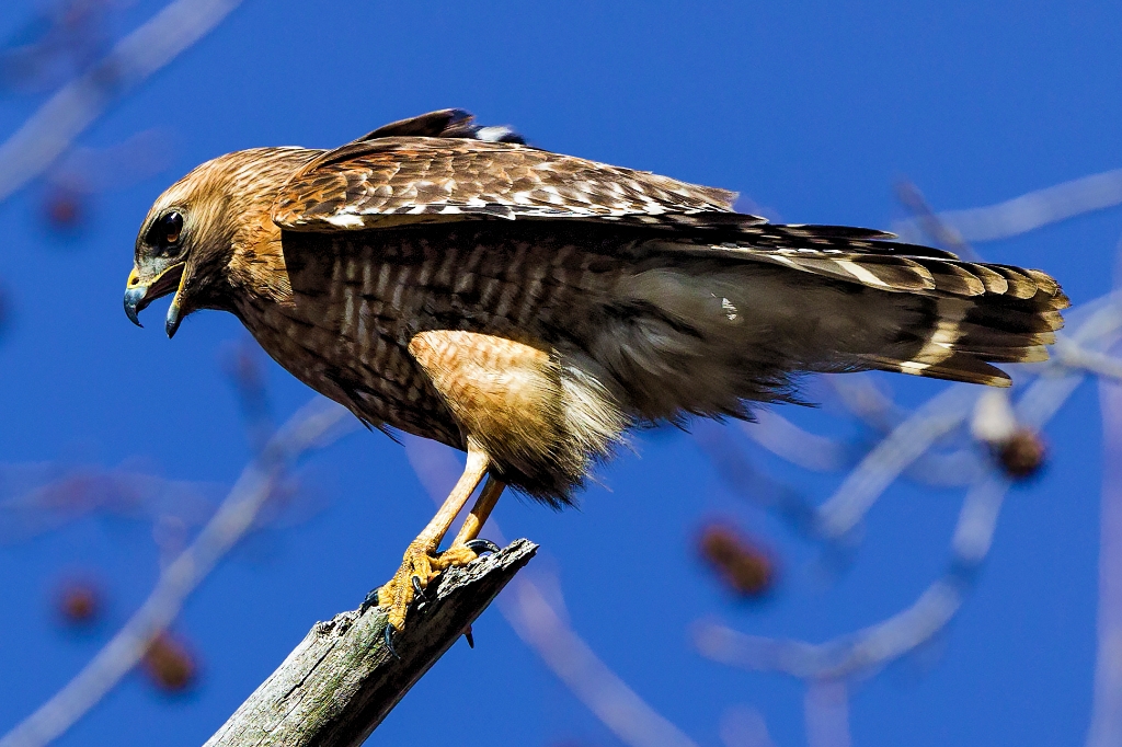 5D4_2018_02_20-12_28_25-5357cm.jpg - Red-shouldered Hawk