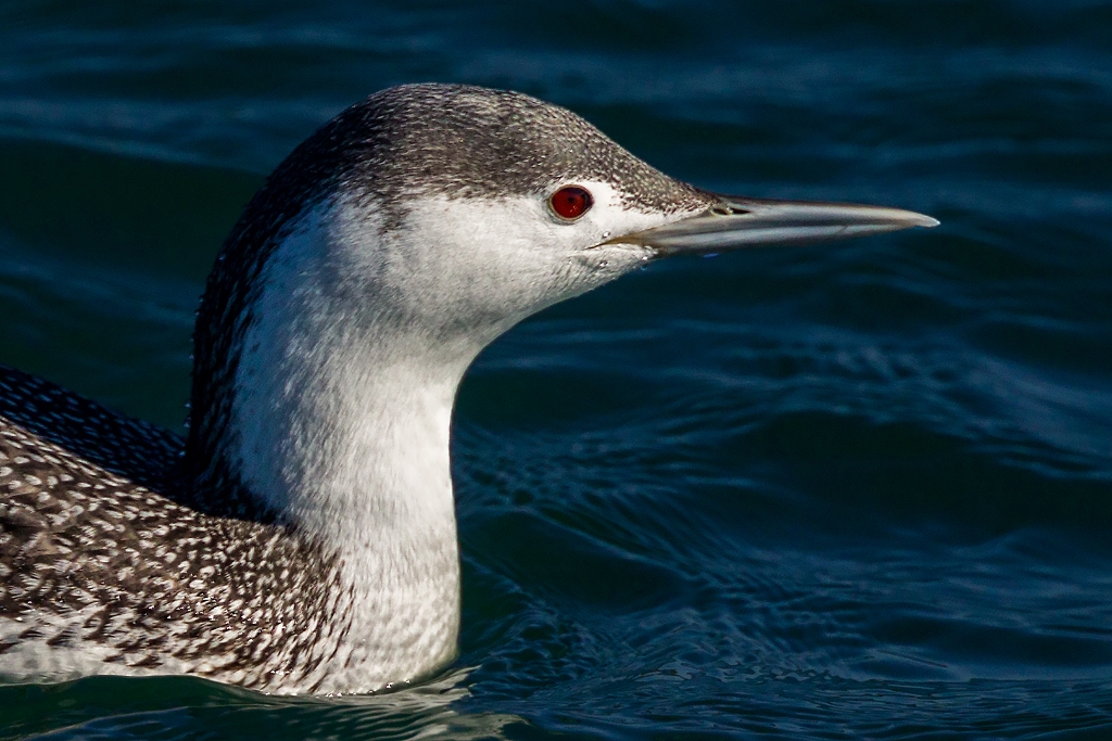 5D4_2018_02_21-13_57_34-6643.jpg - Red-throated Loon