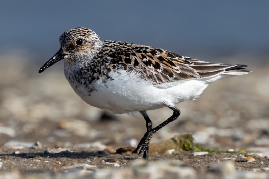 5D4_2018_05_25-07_47_16-4001.jpg - Semi-palmated Sandpiper