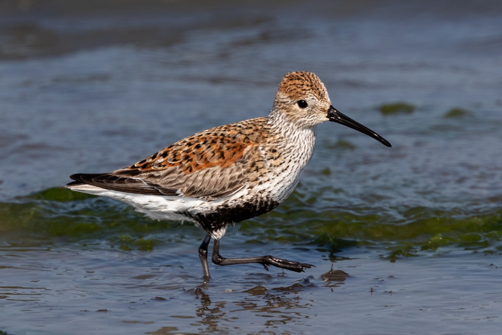 5D4_2018_05_25-07_56_26-4281.jpg - Dunlin