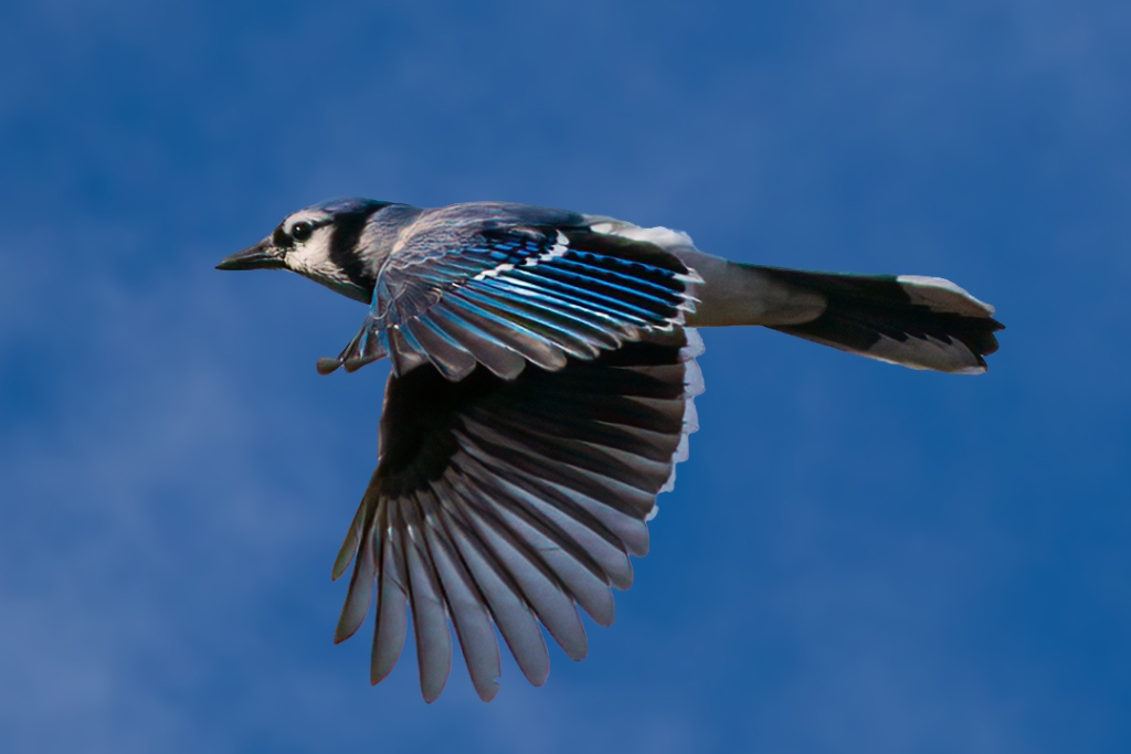 5D4_2018_11_12-09_31_03-4051.jpg - Blue Jay