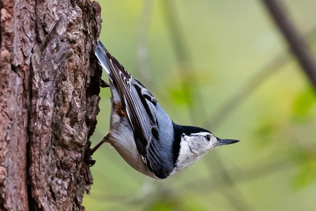 7D2_2015_04_10-16_06_20-1046.jpg - White-breasted Nuthatch