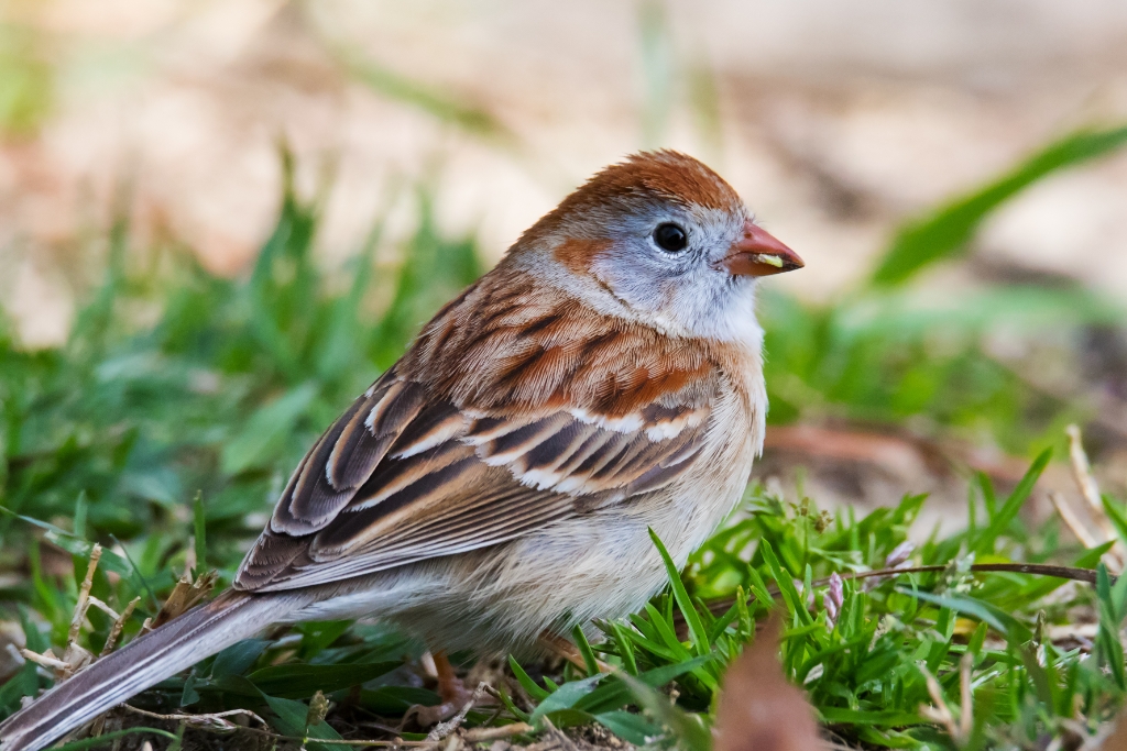 7D2_2015_04_13-11_01_23-2227.jpg - Field Sparrow