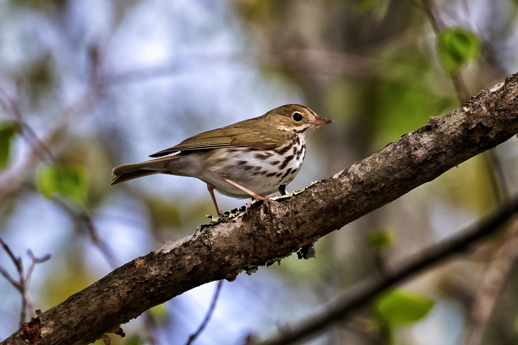 7D2_2015_05_14-09_22_53-7901.jpg - Ovenbird