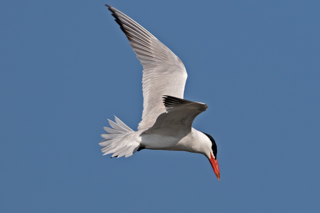 7D2_2015_07_22-08_35_41-1463.jpg - Caspian Tern