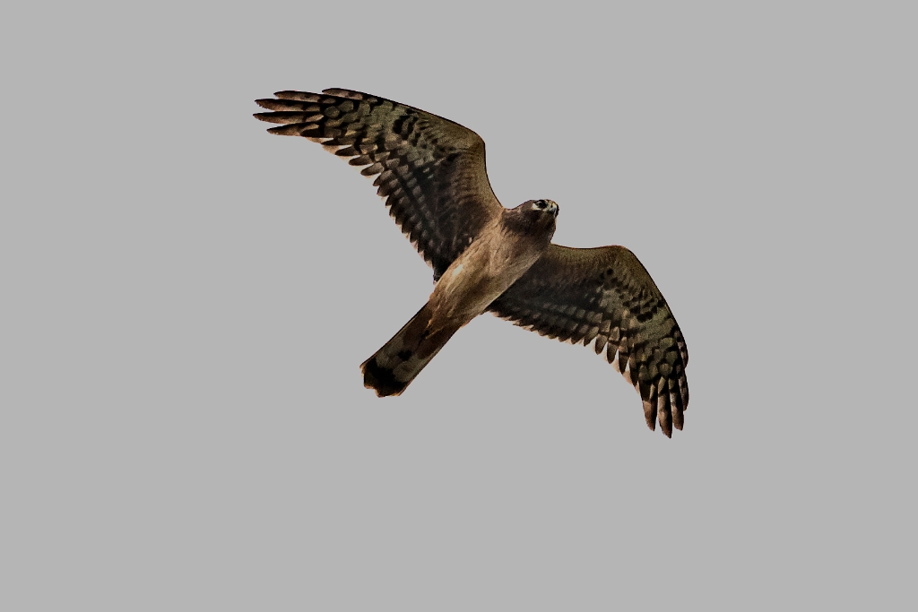 7D2_2015_09_06-10_58_55-3027.jpg - Northern Harrier