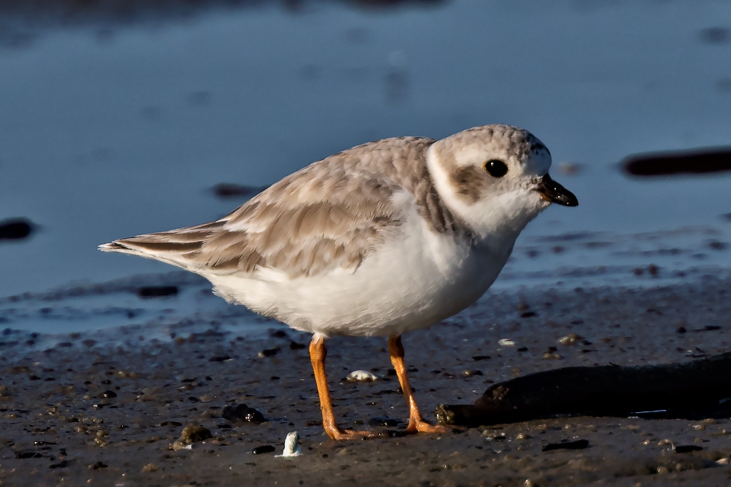 7D2_2015_10_15-08_53_35-6330.jpg - Piping Plover