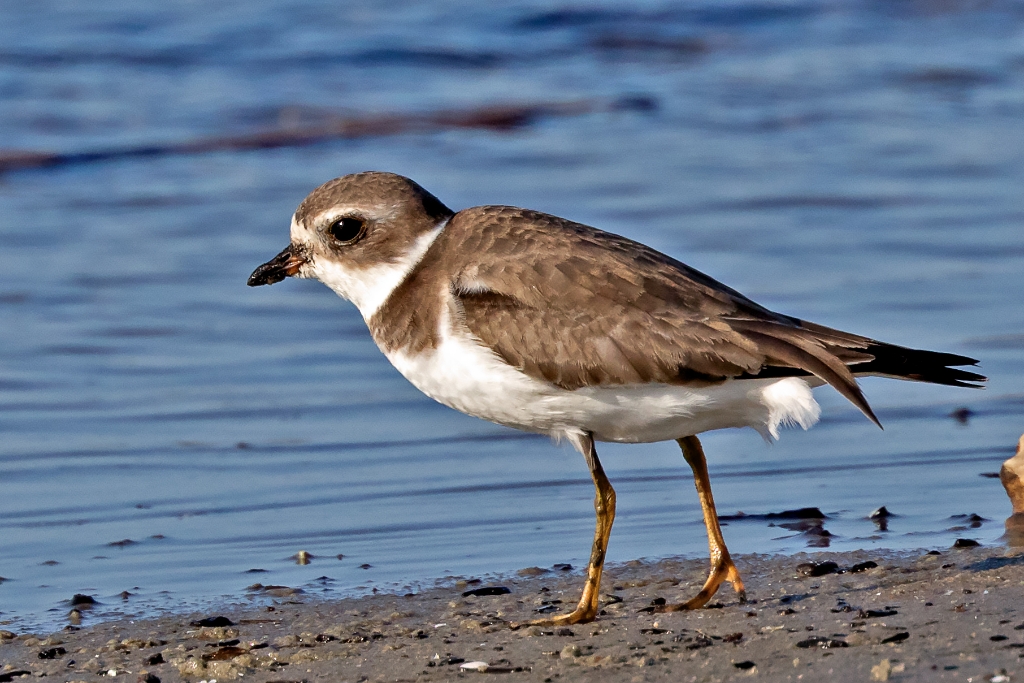 7D2_2015_10_15-08_56_39-6347.jpg - Semipalmated Plover