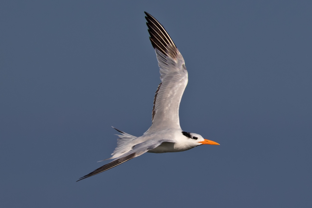 7D2_2015_10_15-09_37_03-6526.jpg - Royal Tern