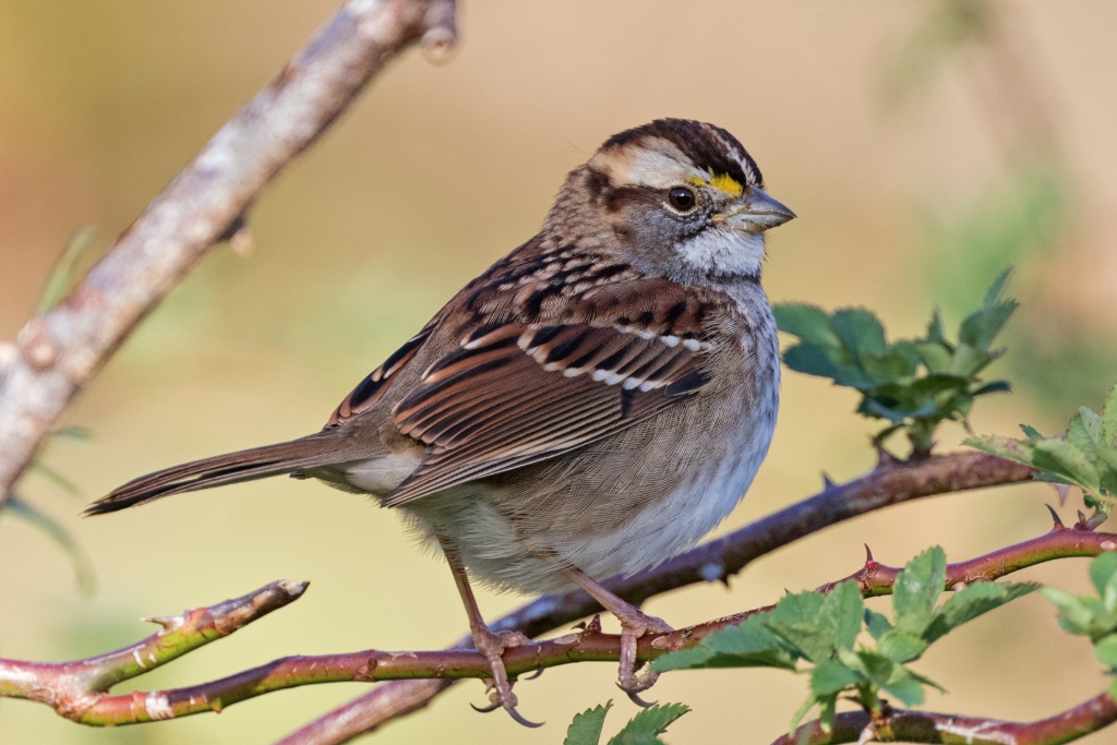 7D2_2015_11_21-08_48_00-2492.jpg - White-throated Sparrow