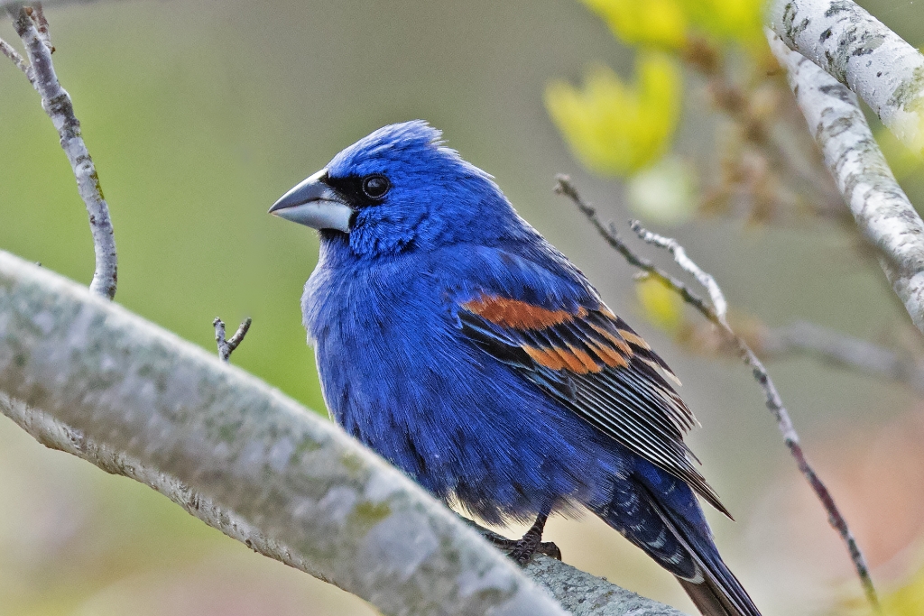 7D2_2016_05_09-08_58_37-3982.jpg - Blue Grosbeak