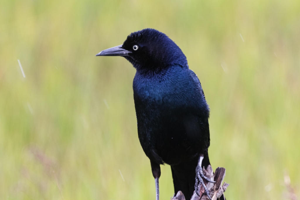 7D2_2016_05_09-10_42_24-4007.jpg - Boat-tailed Grackle