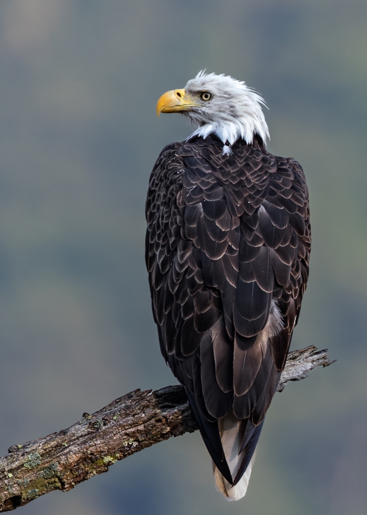 7D2_2016_07_20-06_36_50-6972.jpg - Bald Eagle