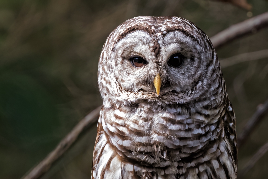 7D2_2017_04_29-09_28_17-2037.jpg - Barred Owl