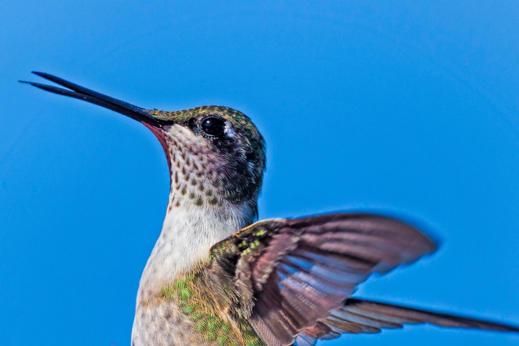 7D2_2017_09_23-10_32_49-4302.jpg - Ruby-throated Hummingbird