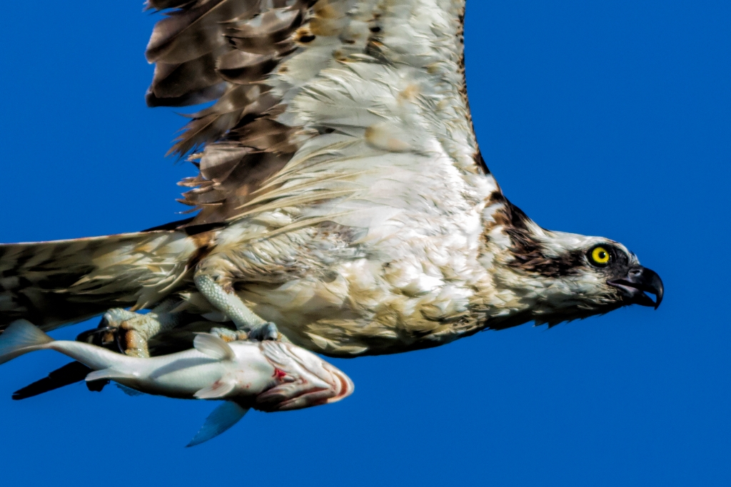 7D2_2017_09_24-07_30_57-4322.jpg - Osprey