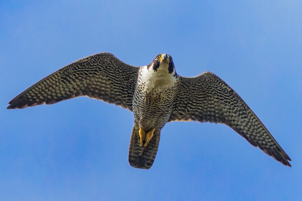 7D2_2017_10_07-14_01_39-5656.jpg - Peregrine Falcon