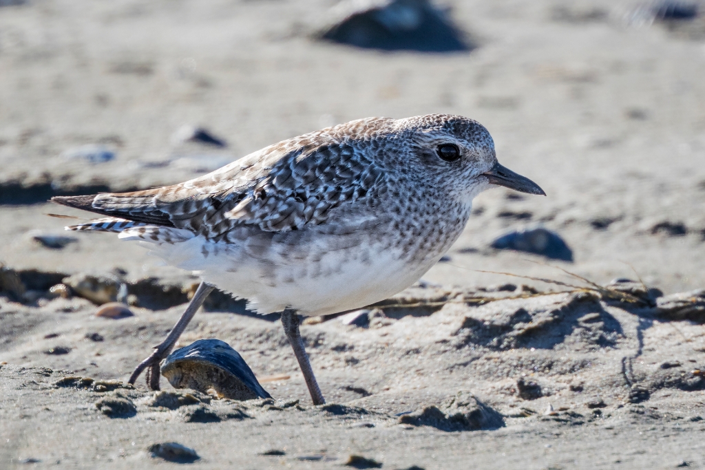 7D2_2017_11_10-13_49_48-6898.jpg - Black-bellied Plover