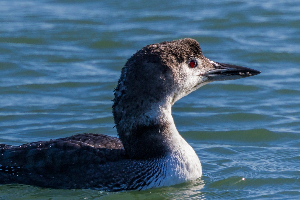 7D2_2017_11_17-13_13_37-8098.jpg - Common Loon