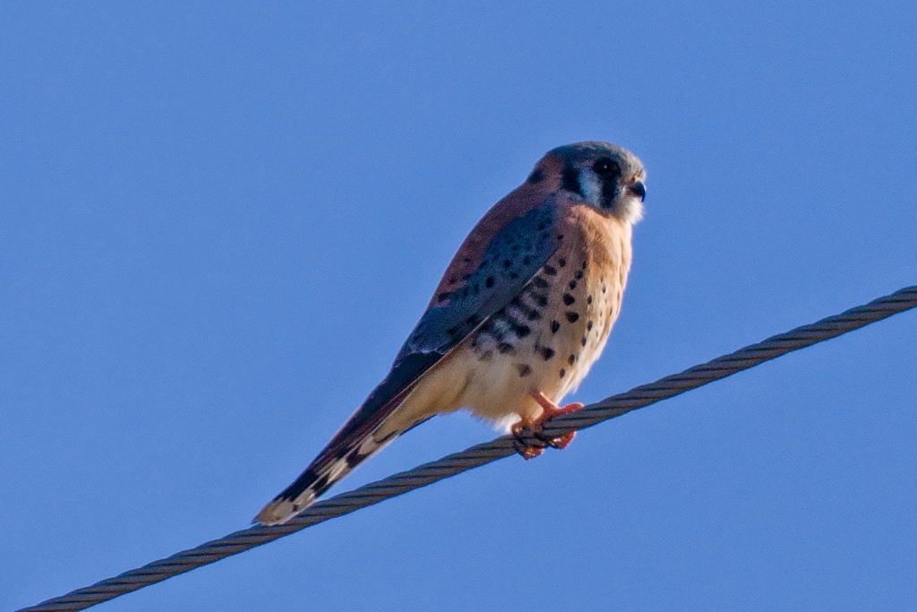 7D2_2017_11_20-10_57_20-8471.jpg - American Kestrel