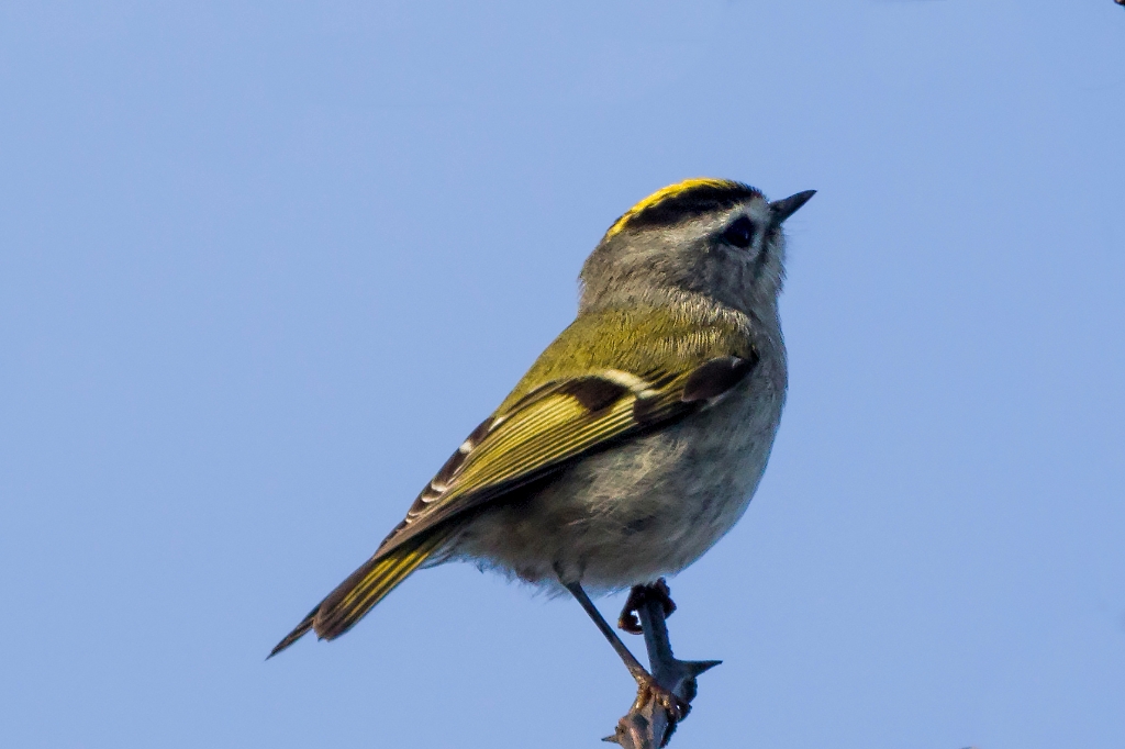 7D2_2017_12_18-10_30_42-9267.jpg - Golden-crowned Kinglet