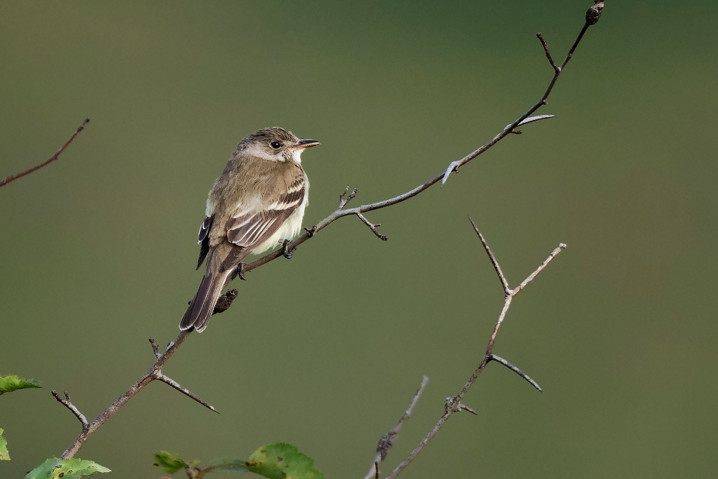 7D2a_2017_06_22-05_59_38-1871.jpg - Willow Flycatcher